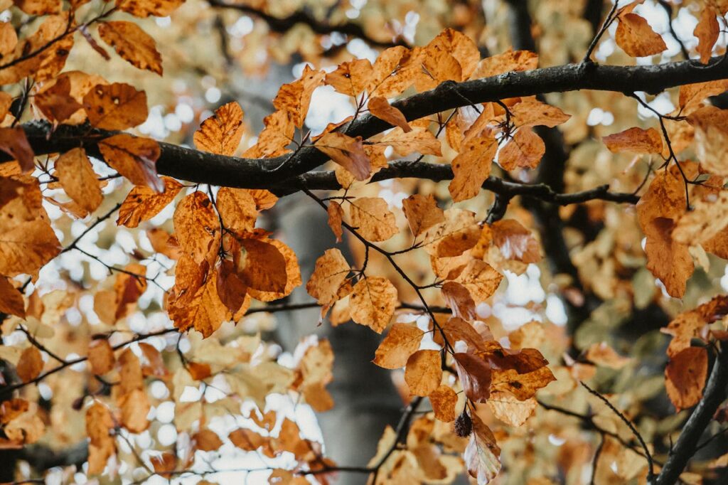pexels photo 18955808 Close-up of orange autumn leaves on tree branches in a peaceful forest.