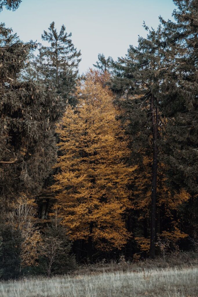 Golden autumn leaves create a vibrant display in a forest setting.